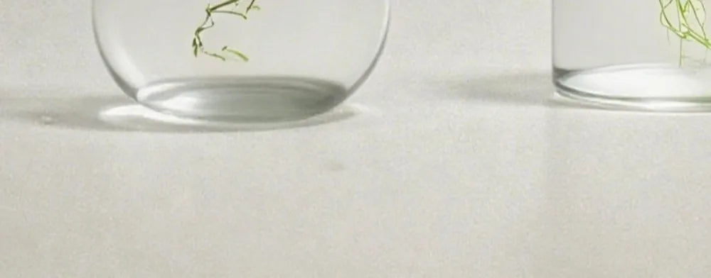 Elegant Hydroponic Glass Vase - Desktop Decor Planter