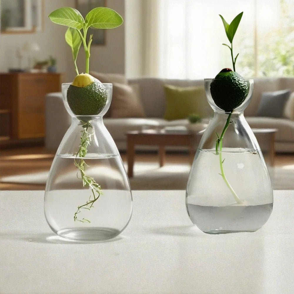 Creative Hydroponic Glass Seed & Avocado Planter Vase | Modern Home Decor