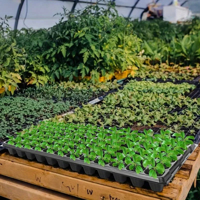 Nursery Seed Starter Tray - Greenhouse & Garden Plant Germination